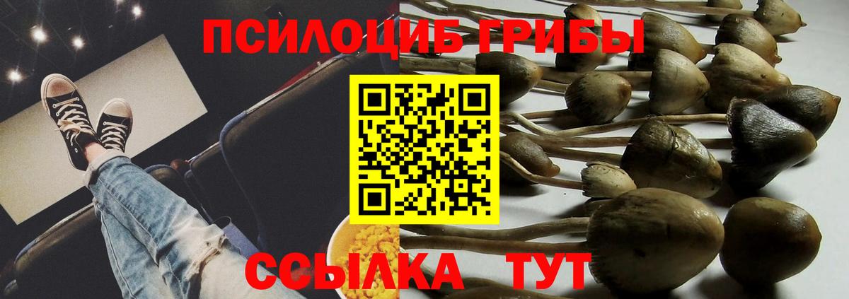 Сосновый Бор  наркота  Вход с VPN  Псилоцибиновые грибы GOLDEN TEACHER 